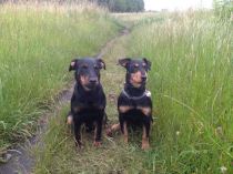 DJT-Zwinger vom Pollnbach